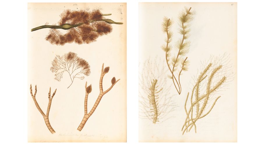 Ellen Hutchins’ drawings of seaweeds.