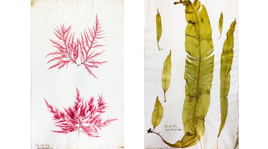 Specimens of seaweeds collected by Ellen Hutchins.