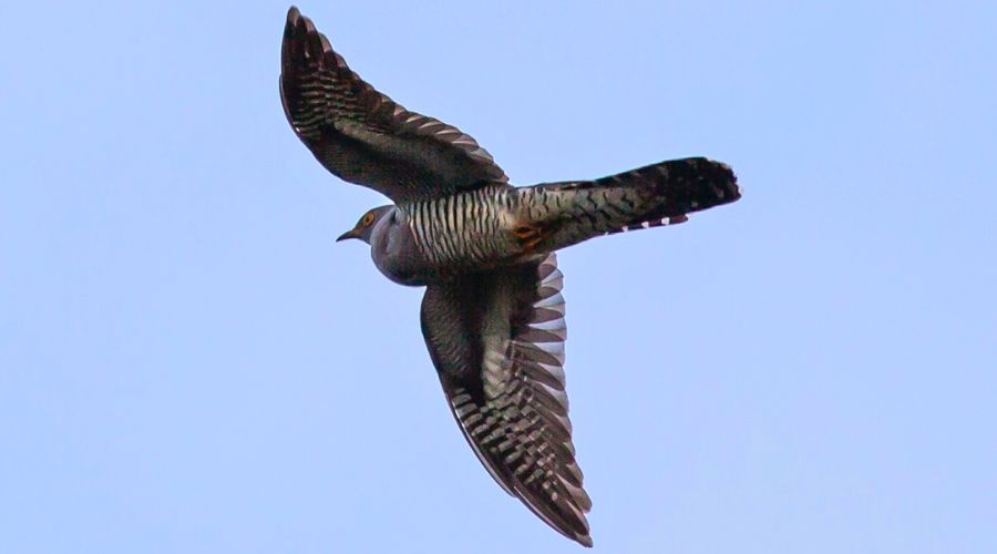 The cuckoo in Irish folklore.