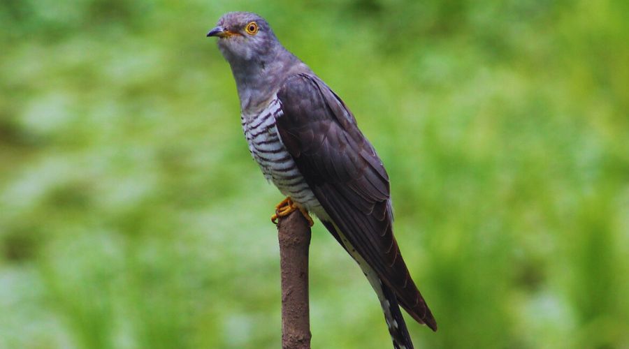 Irish cuckoo.