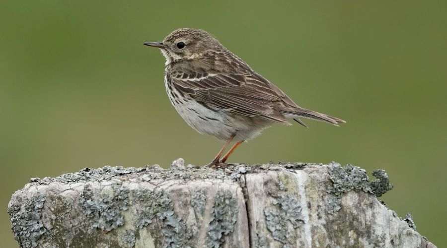 Meadow pipit, known in Ireland as banaltra na cuaiche (cuckoo's nurse) or giolla na cuaiche (cuckoo’s servant).